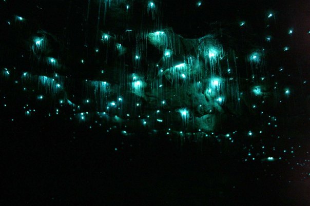 Glow worms
