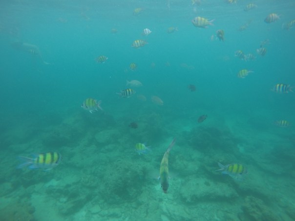 DCIM100GOPROG0390624.