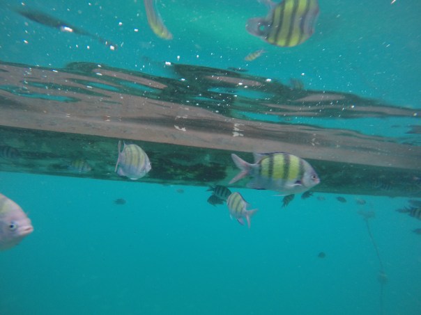 DCIM100GOPROG0650654.